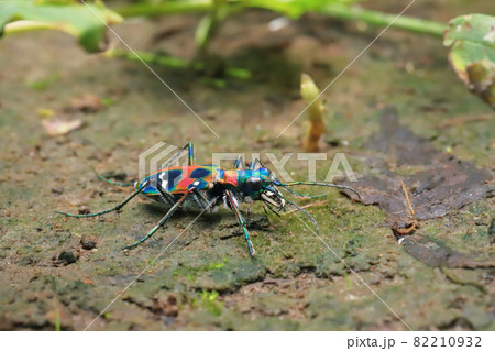 ナミハンミョウ ナミハンミョウ 82210932