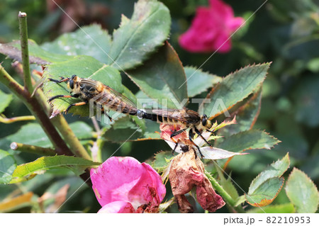 シオヤアブの交尾 82210953