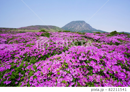 花 ツツジ 山 82211541