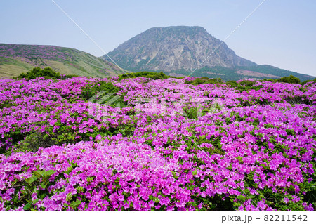 花 ツツジ 山 82211542
