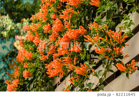 Red Pyrostegia Venusta flowers on a fence 82211645