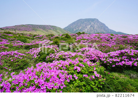 花 ツツジ 山 82211674