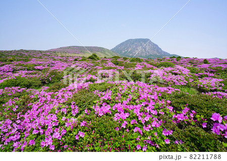 花 ツツジ 山 82211788