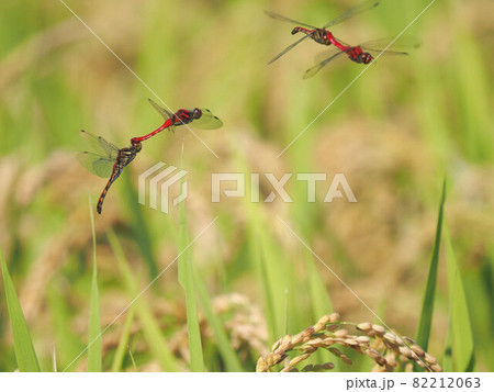 田んぼの上をつがいで飛ぶ赤トンボの写真素材 [82212063] - PIXTA