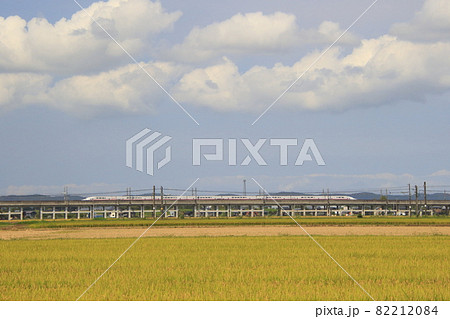 黄金色の見附市内を通過する、引退間際の上越新幹線E4系:Maxとき 黄金色の見附市内を通過する、引退間際の上越新幹線E4系:Maxとき 82212084