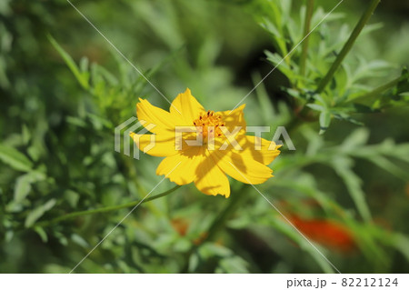 秋の公園に咲くキバナコスモスの黄色い花の写真素材