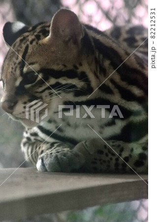 オセロット アップ 82212531