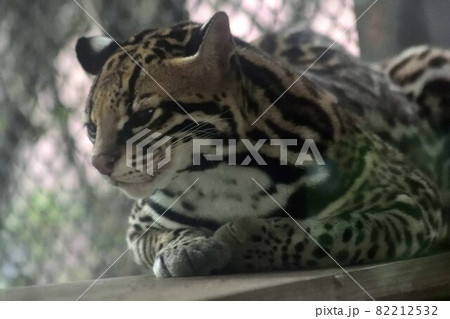 オセロット アップ オセロット アップ 82212532