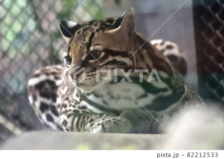 オセロット 82212533