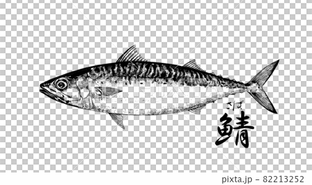 Illustration of chub mackerel --Transparent background --Cut out 82213252