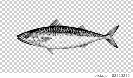 Illustration of chub mackerel --Transparent background --Cut out 82213253