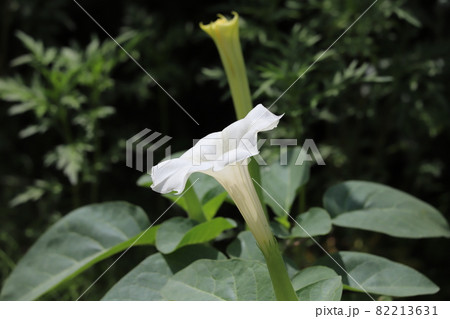秋の公園に咲くチョウセンアサガオの白いラッパ型の花 秋の公園に咲くチョウセンアサガオの白いラッパ型の花 82213631