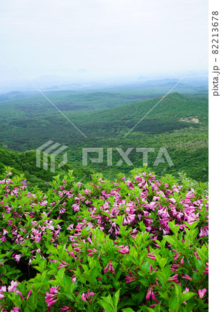 花 山 風景 82213678