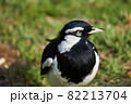 マグパイ　マイナー 82213704