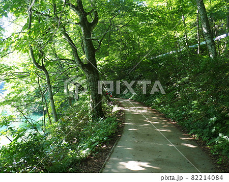 白神山地 ブナ林 遊歩道 82214084