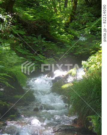 沸壺池の清水 白神山地 十二湖 水流 82214090