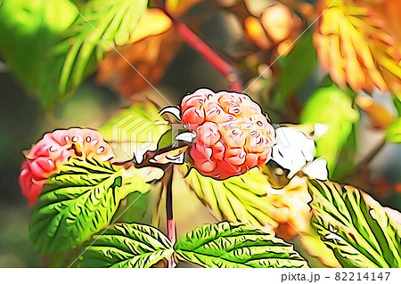 パステル調　”赤く熟したキイチゴ”　イラストイメージ赤く熟したキイチゴ 82214147