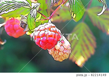 パステル調 ”赤く熟したキイチゴ” イラストイメージ赤く熟したキイチゴ パステル調 ”赤く熟したキイチゴ” イラストイメージ赤く熟したキイチゴ 82214149