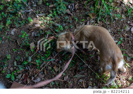 カニンヘンダックス 散歩 1匹 カニンヘンダックス 散歩 1匹 82214211