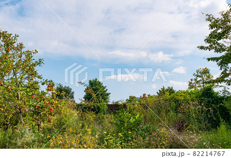 庭園の煉瓦塀と空 82214767
