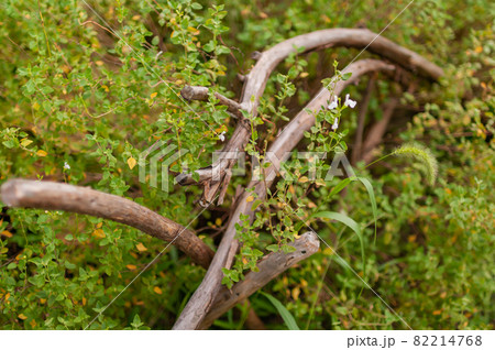 天然木による手摺り 82214768