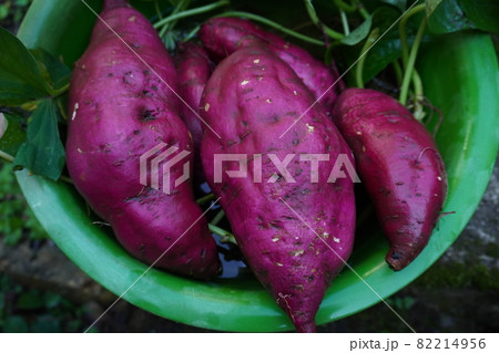 秋の味覚さつまいも食べごろ 82214956