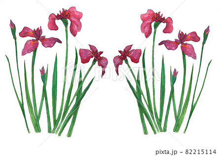 ハナショウブ 水彩 シンプル イラストのイラスト素材