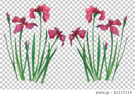 ハナショウブのシンプルな水彩イラスト 手描きのイラスト素材