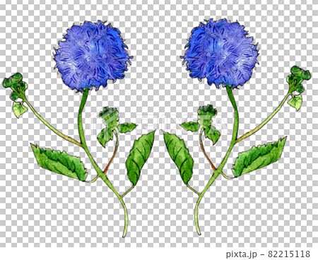 Ageratum simple watercolor illustration hand drawn Ageratum simple watercolor illustration hand drawn 82215118