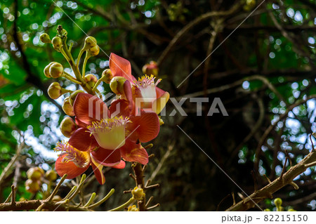 Colorful Cannonball Flower - Couroupita guianensis in sunlight against tree and green leaves in the background. Low angle view. Colorful Cannonball Flower - Couroupita guianensis in sunlight against tree and green leaves in the background. Low angle view. 82215150
