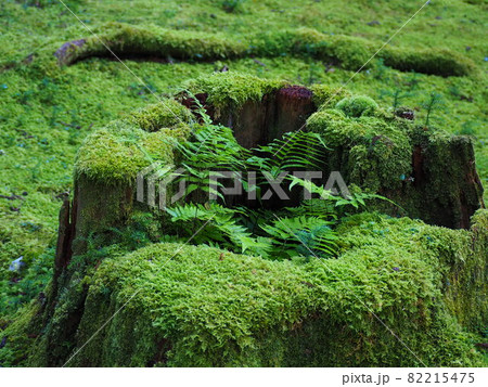 白山神社　切り株の苔 82215475