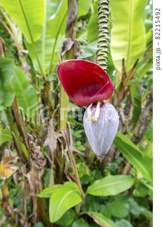 与論島の野生のバナナの花 与論島の野生のバナナの花 82215492