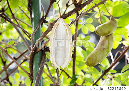 アケビ　 82215849