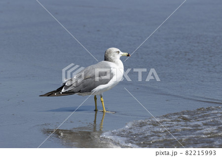 ウミネコ 82215993