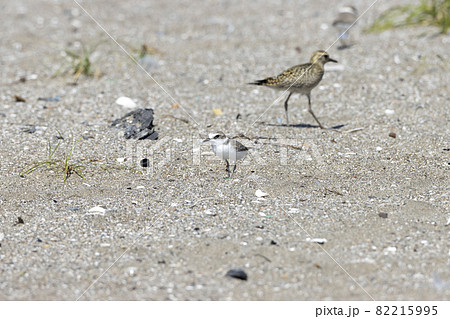 シロチドリ 82215995