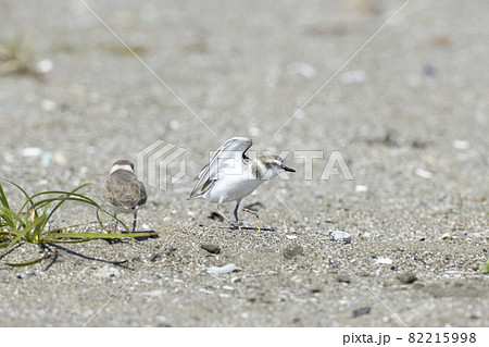 シロチドリ 82215998