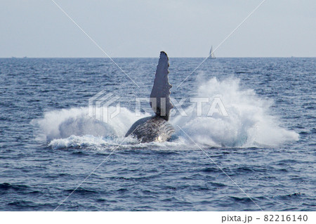 クジラのジャンプ クジラのジャンプ 82216140