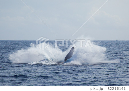 クジラのジャンプ クジラのジャンプ 82216141