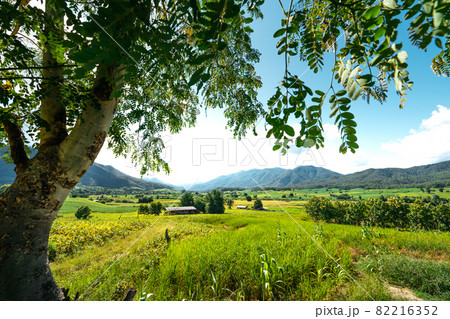 field scenery views and green fields on a clear day 82216352