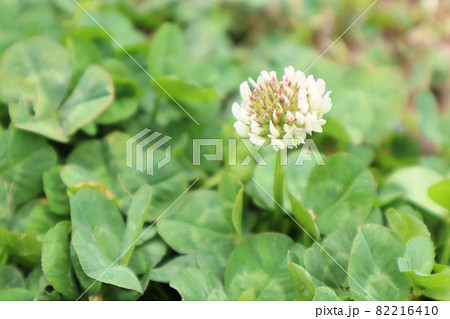 小さなシロツメクサ 82216410
