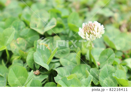 小さなシロツメクサ 小さなシロツメクサ 82216411