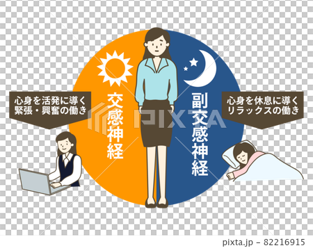 交感神經和副交感神經功能和平衡 82216915