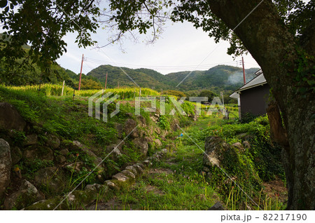 木陰から見上げる棚田・石部の棚田《静岡県》 木陰から見上げる棚田・石部の棚田《静岡県》 82217190