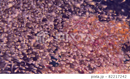 【水中写真】石垣島の海で出会った色とりどりの魚たち・キンメモドキ 82217242