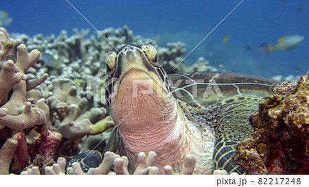 【水中写真】石垣島の海で出会った色とりどりの魚たち・アオウミガメ 【水中写真】石垣島の海で出会った色とりどりの魚たち・アオウミガメ 82217248