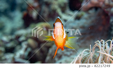 【水中写真】石垣島の海で出会った色とりどりの魚たち・クマノミ 【水中写真】石垣島の海で出会った色とりどりの魚たち・クマノミ 82217249