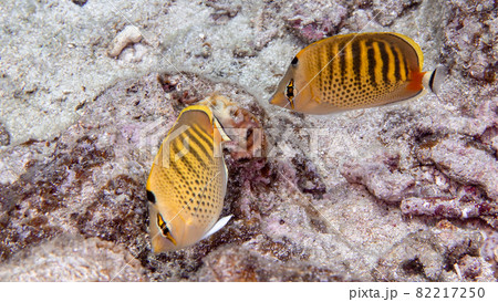 【水中写真】石垣島の海で出会った色とりどりの魚たち・シチセンチョウチョウウオ 82217250