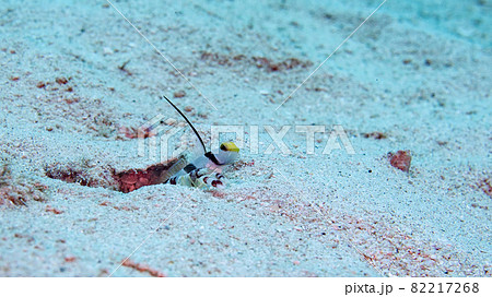 【水中写真】石垣島の海で出会った色とりどりの魚たち・見張り役のヒレナガネジリンボウ 【水中写真】石垣島の海で出会った色とりどりの魚たち・見張り役のヒレナガネジリンボウ 82217268