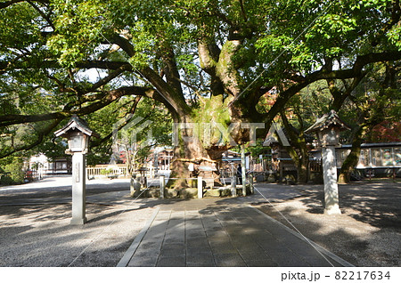 鳴門市指定天然記念物の「大楠」（大麻比古神社／徳島県鳴門市大麻町板東字広塚13） 82217634