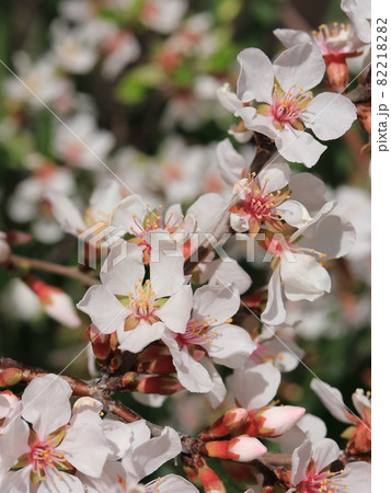 ユスラウメの花 82218282